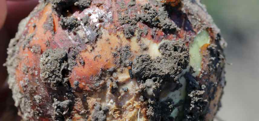 delia antiqua attaque bulbes