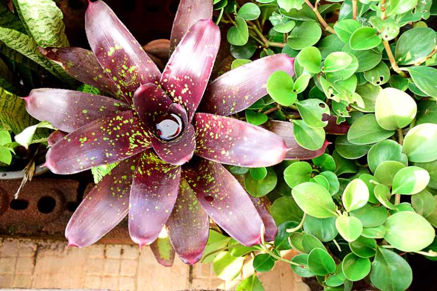 comment arroser neorelegia