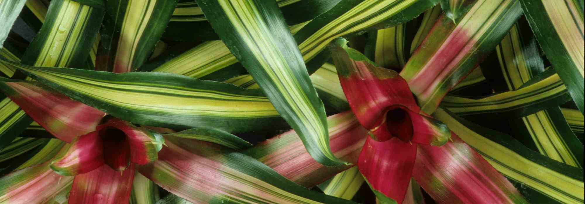 Les maladies et parasites du Neoregelia