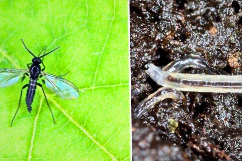 Adult sciarid and larva