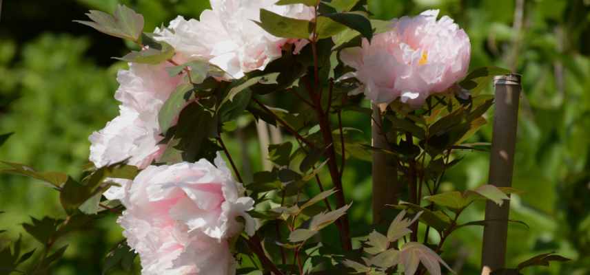 pivoine arbustive malade