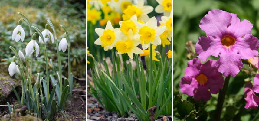 plantes contre rongeurs pour bulbes