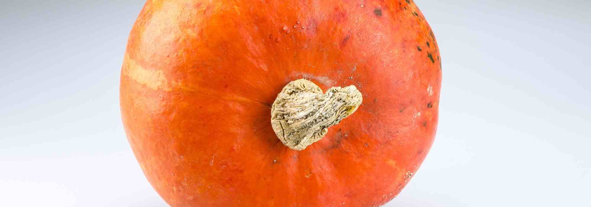 Cultiver le potimarron : nos conseils