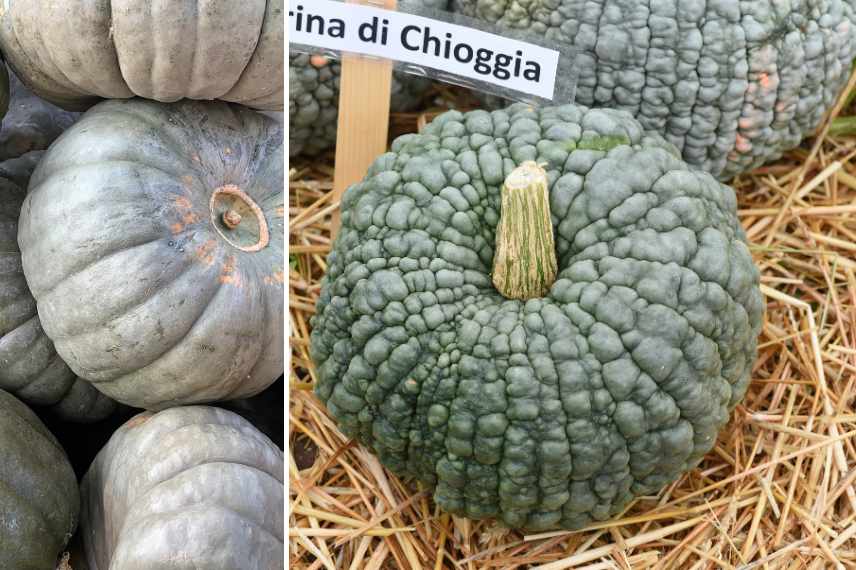 courges étonnantes