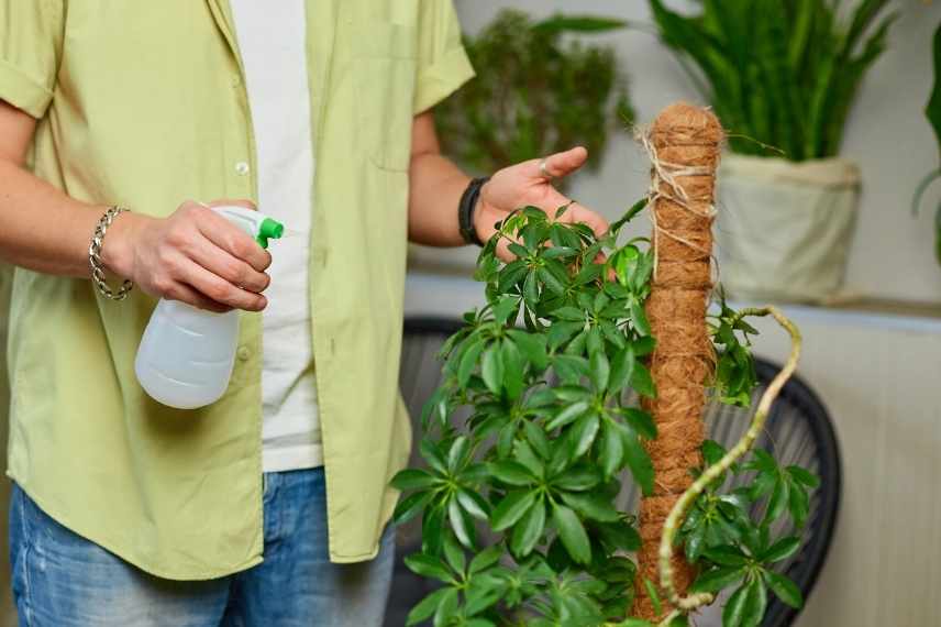 schefflera maladies