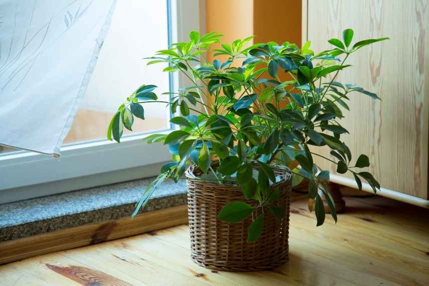 schefflera entretien et luminosité