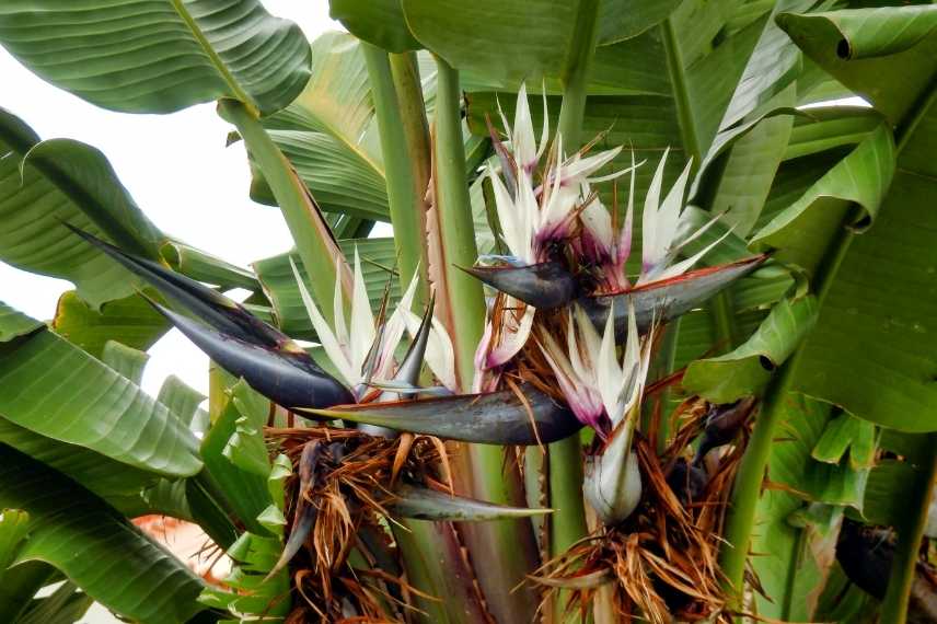 pourquoi mon oiseau du paradis ne fleurit pas ?
