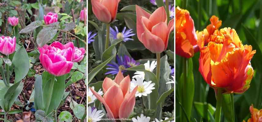 tulipes bicolores