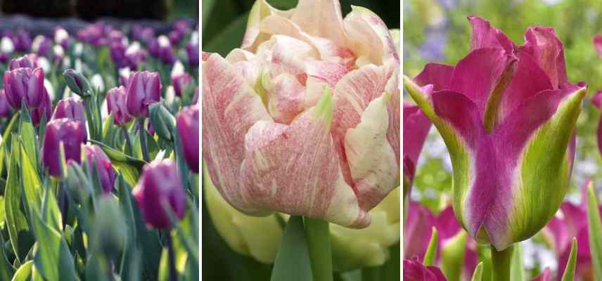 tulipes bicolores roses mauves violettes