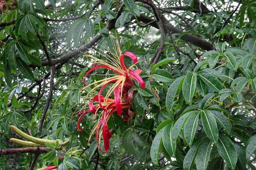 arbre exotique fleurs rouges