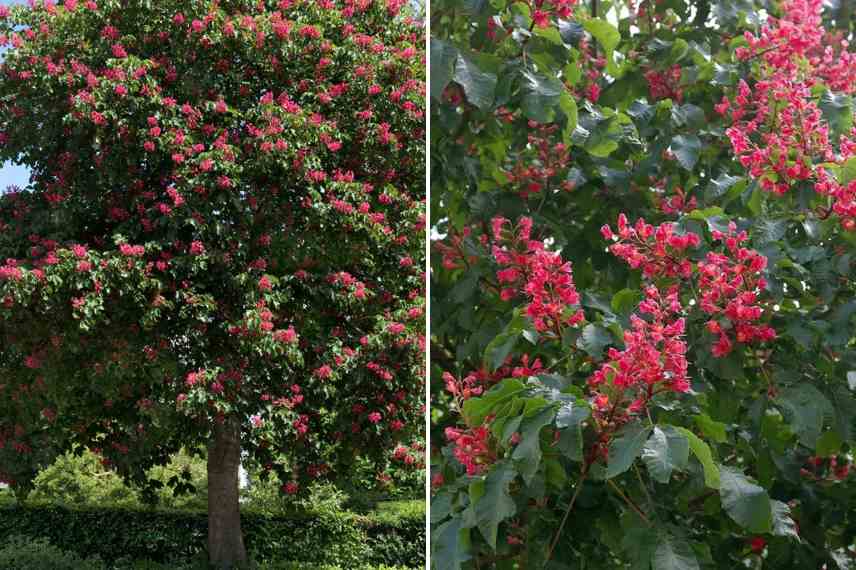 marronier a fleurs rouges