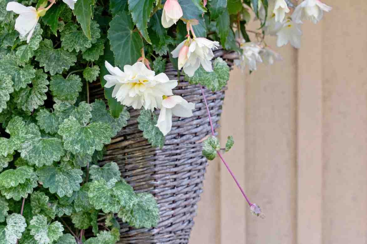 associer saxifrage d interieur