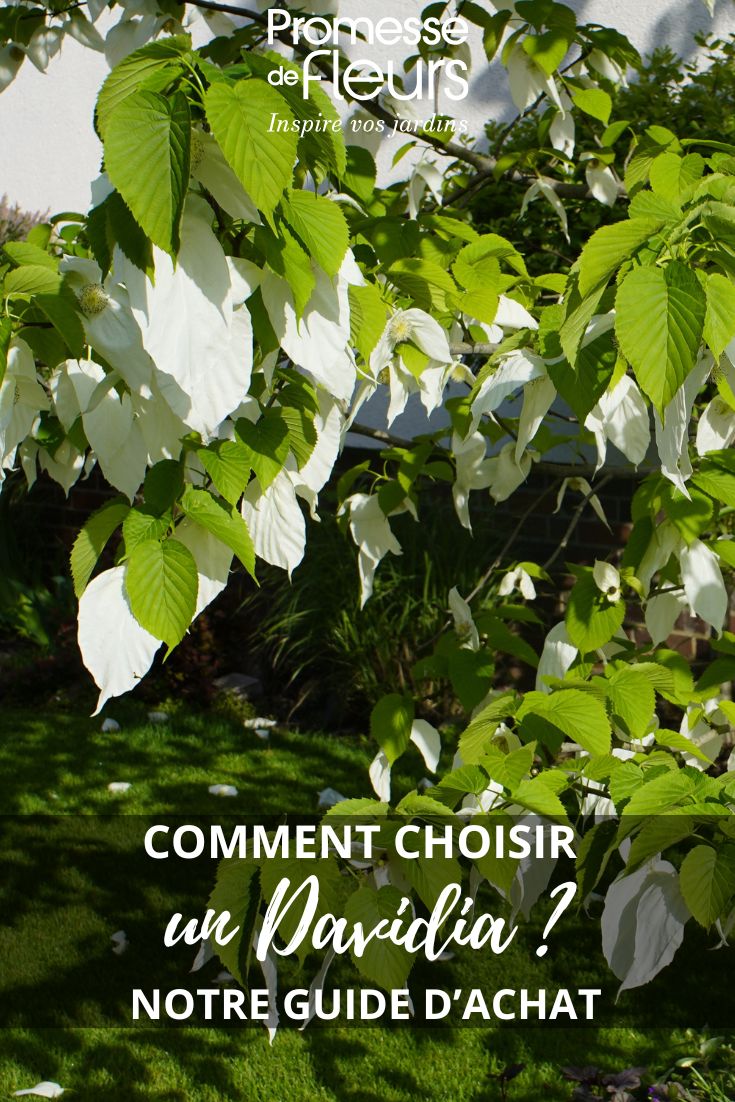 feuillage de davidia