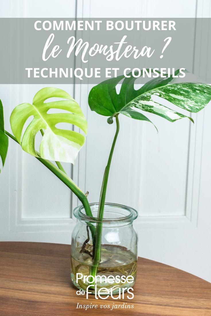 boutures de monstera