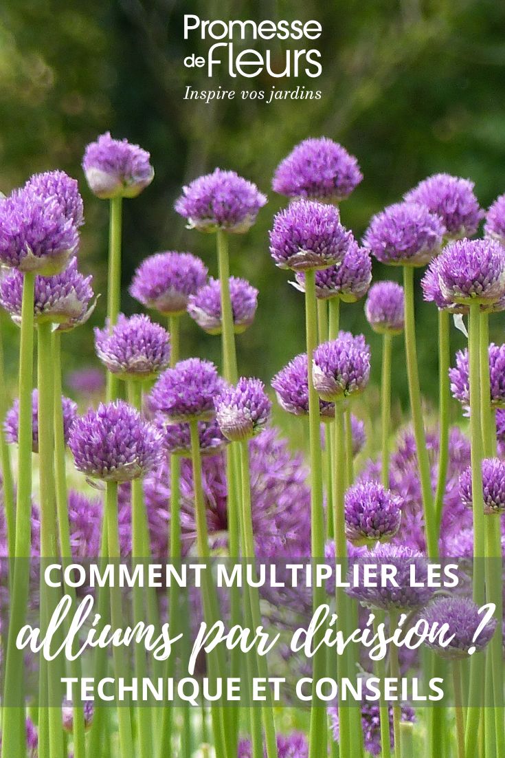 Des alliums au jardin