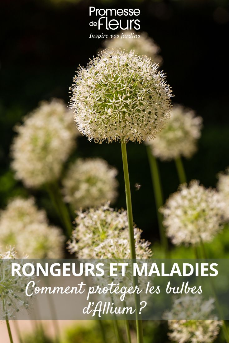 Comment protéger les bulbes d’Allium contre les rongeurs et les maladies fleurs de bulbes d'alliums