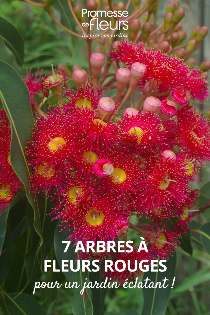 Corymbia ficifolia