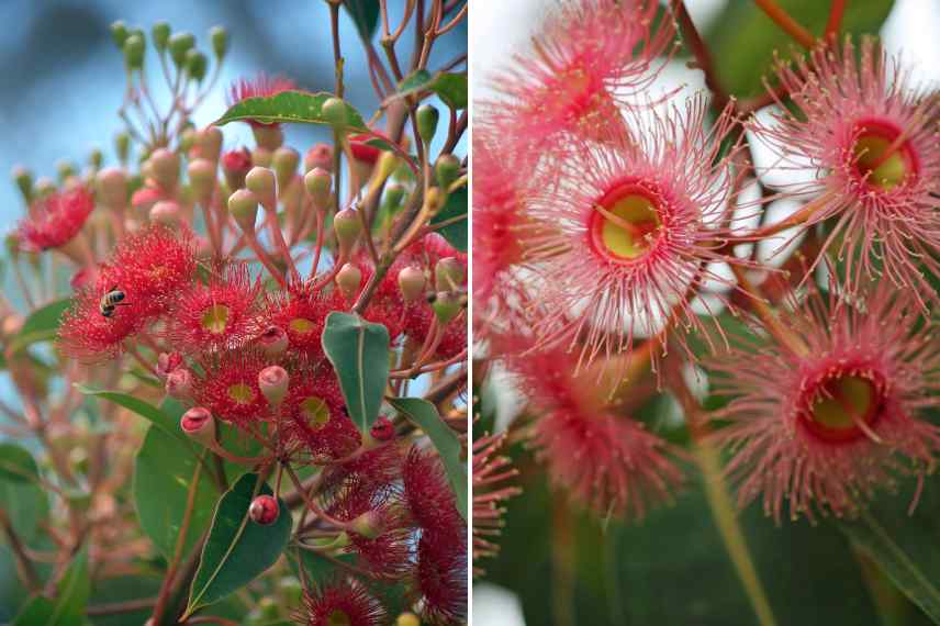eucalyptus a fleurs rouges
