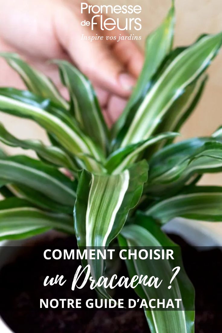 Dracaena comment bien choisir son dragonnier d’intérieur (1) Dracaena Kanzi