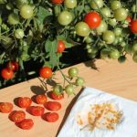 Comment faire sécher et bien conserver ses graines potagères ?