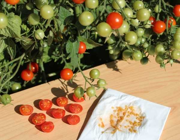 Comment faire sécher et bien conserver ses graines potagères ?