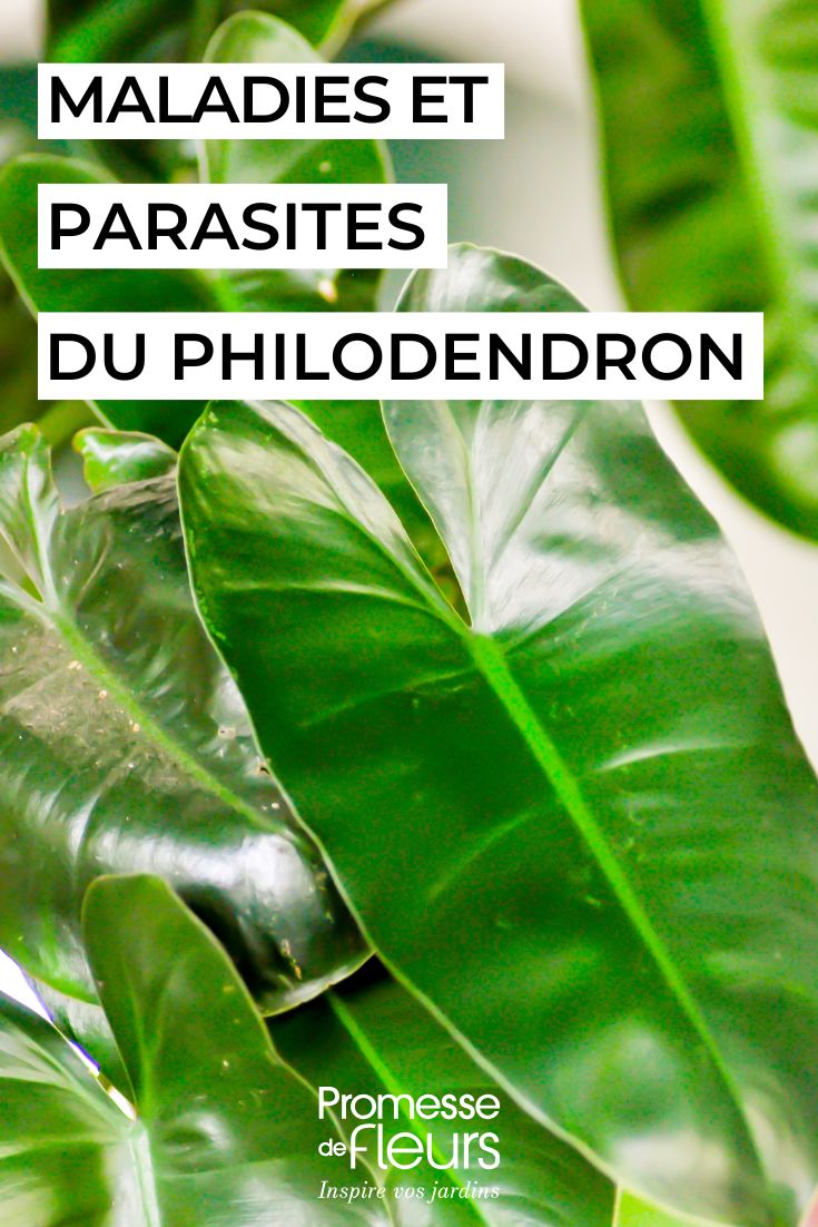 feuilles de PHILODENDRON