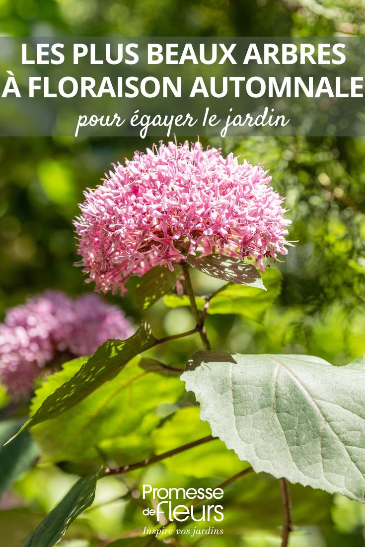 Les plus beaux arbres à floraison automnale pour égayer le jardin (1) Clerodendrum bungei