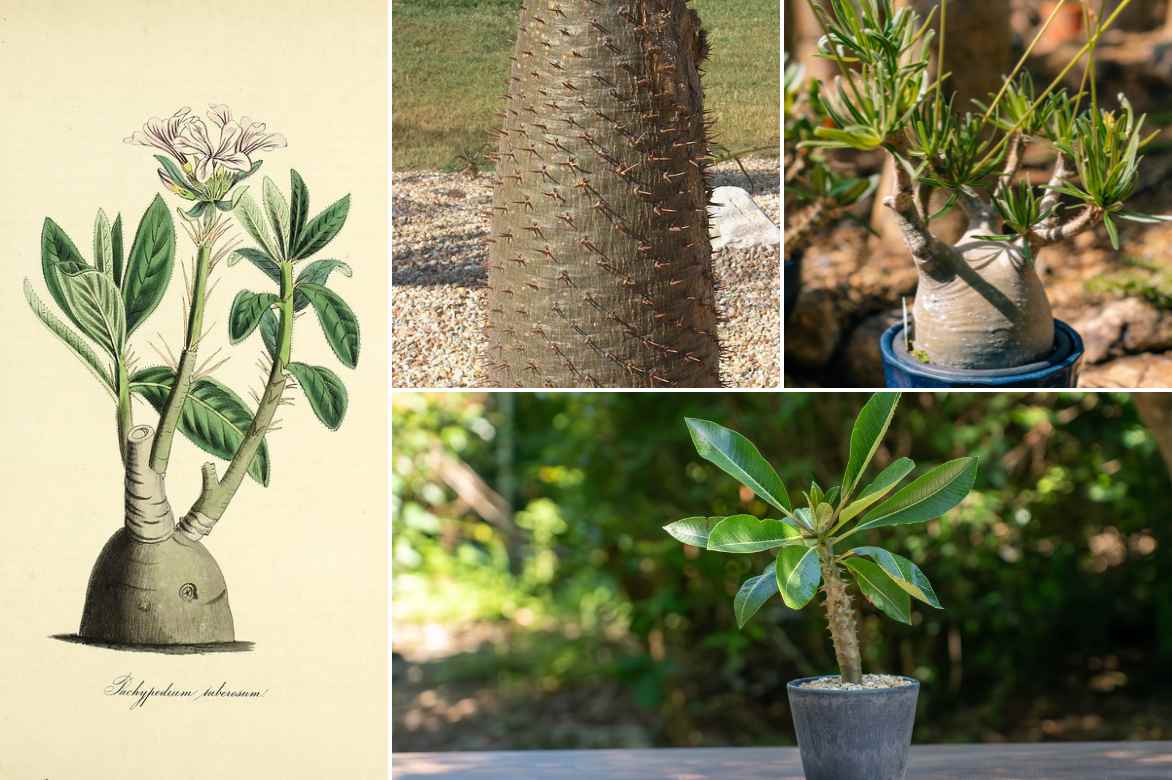 Palmier de Madagascar caracteristiques