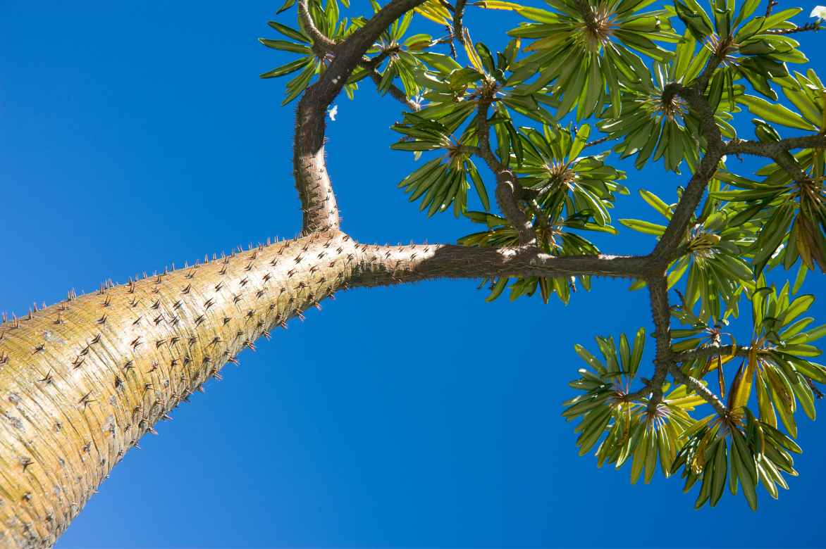 palmier de Madagascar