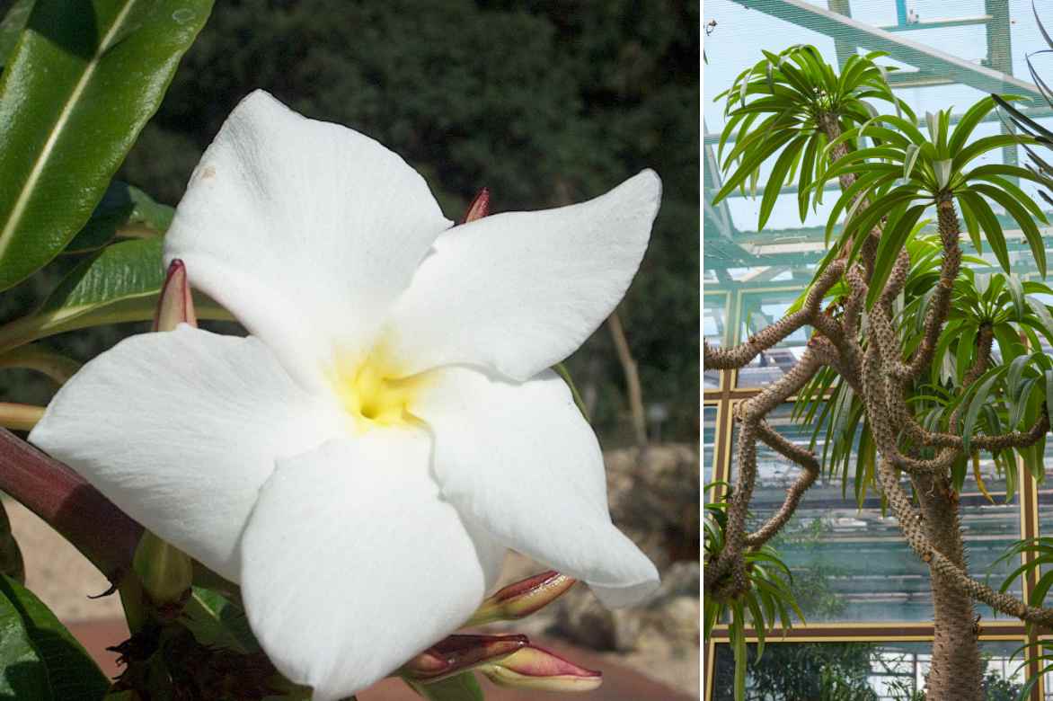 Pachypodium lamerei floraison et port