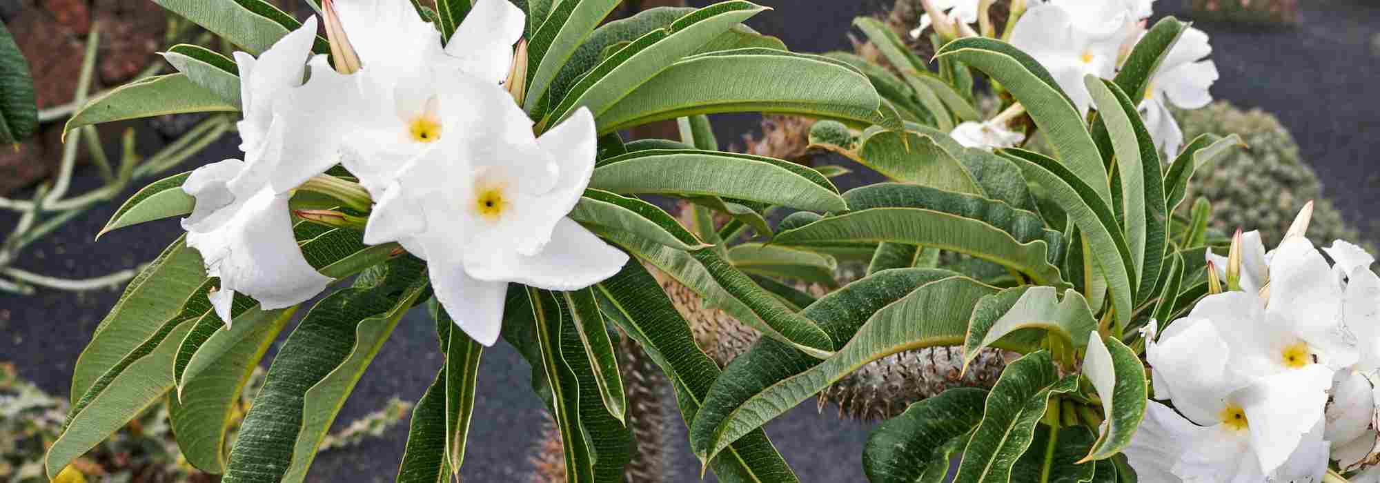 Palmier de Madagascar : cultiver et entretenir