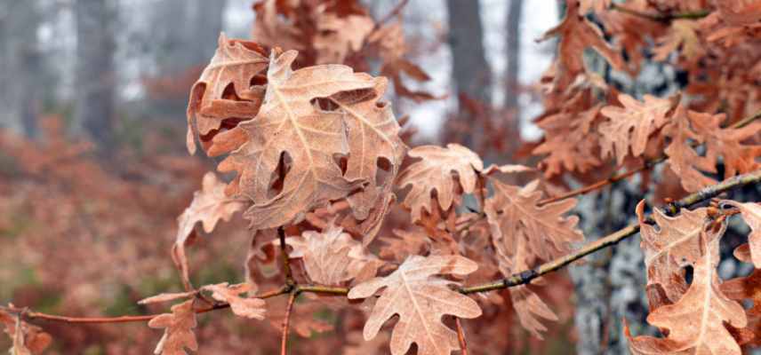 interet feuillage marcescent