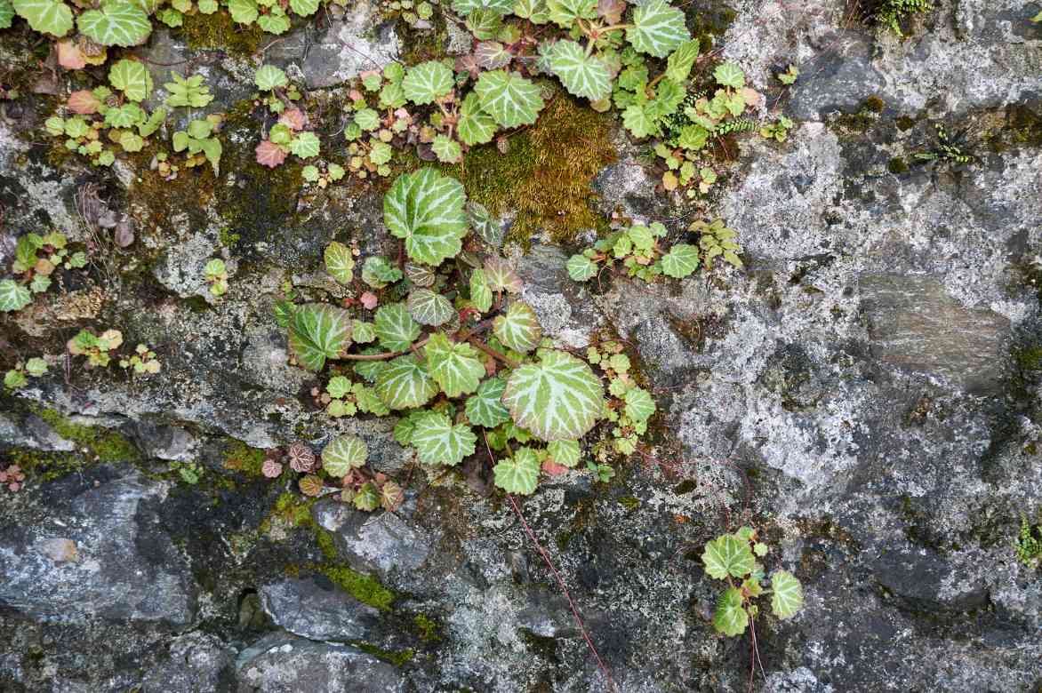 Saxifrage pierre rocaille