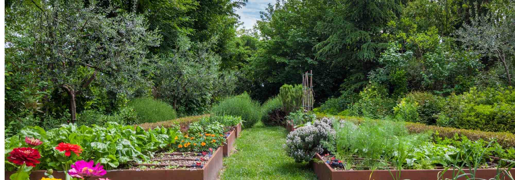 Sol vivant et productivité : comment l'agroforesterie peut révolutionner nos potager ?