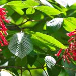 7 arbres à fleurs rouges pour un jardin éclatant !