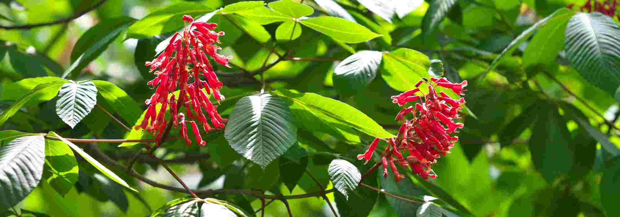 7 arbres à fleurs rouges pour un jardin éclatant !