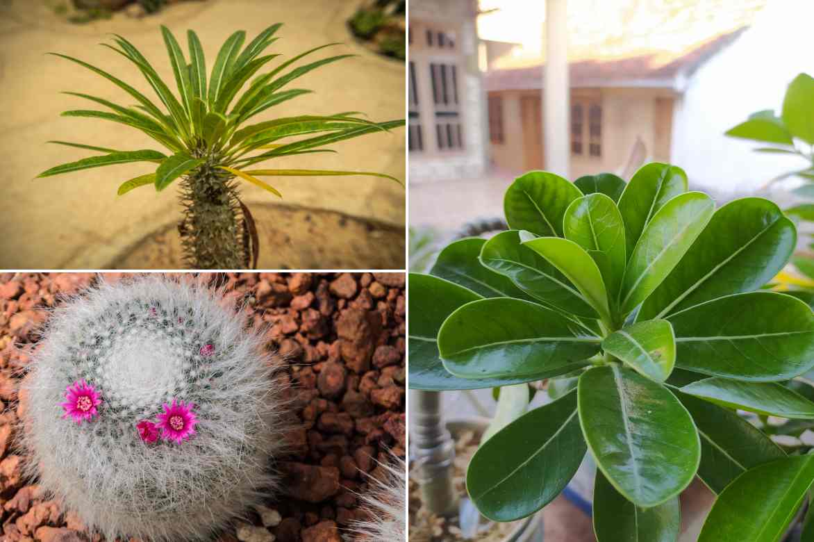 associer Pachypodium