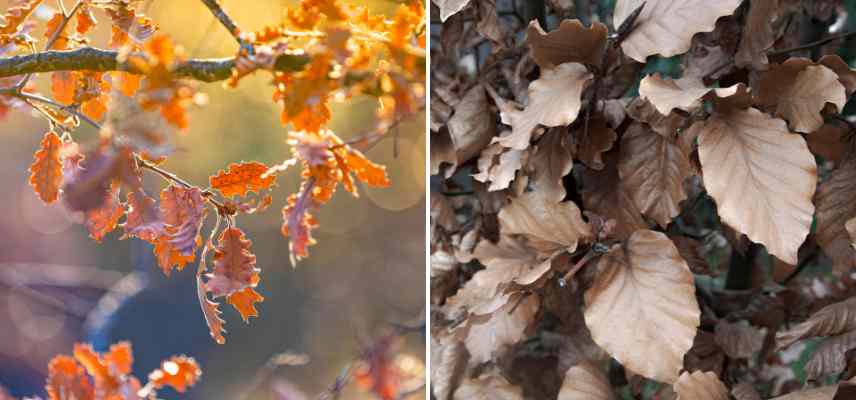 les plus belles feuilles marcescentes