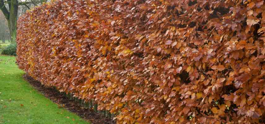 haie hiver occultante