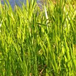 Les Carex, une bonne solution pour les berges et sols humides !