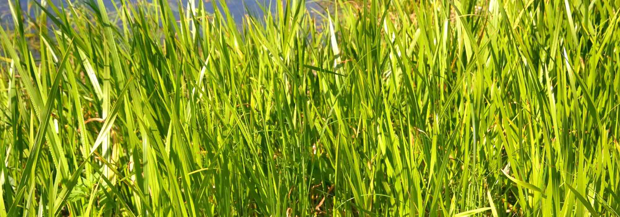 Les Carex, une bonne solution pour les berges et sols humides !