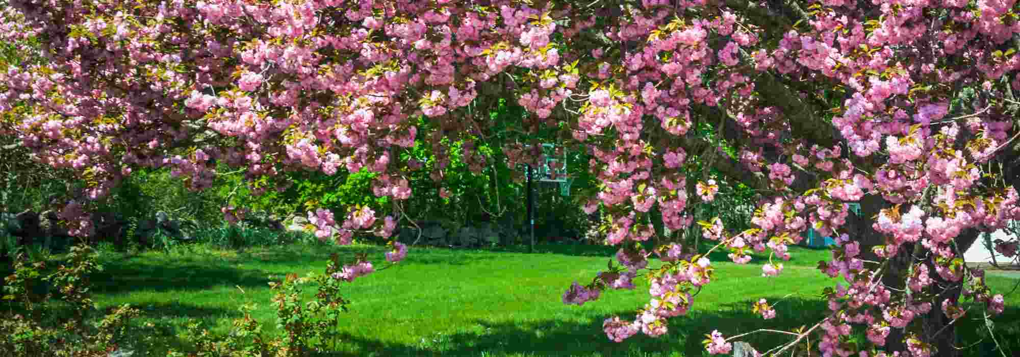 Les maladies et parasites des cerisiers du Japon