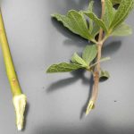 Comment faire une bouture à talon ?