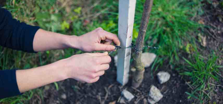 tuteurage a la plantation