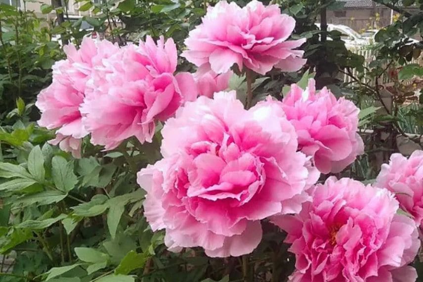 Pivoine-arbusive-Cotton-Candy-Hua-Jing-Paeonia-suffruticosa