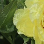 Comment entretenir une pivoine arbustive au fil des saisons ?