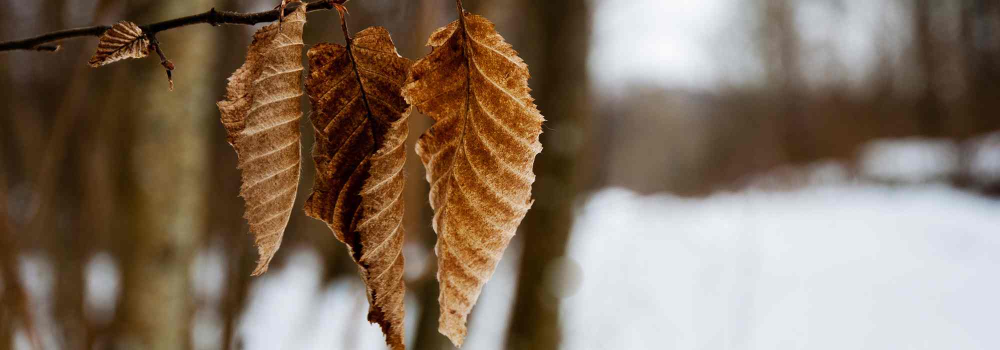 Les feuillages marcescents : un atout pour le jardin en hiver