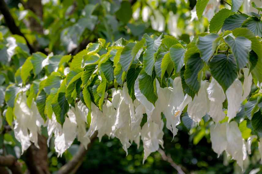 floraison arbre aux mouchoirs jeune