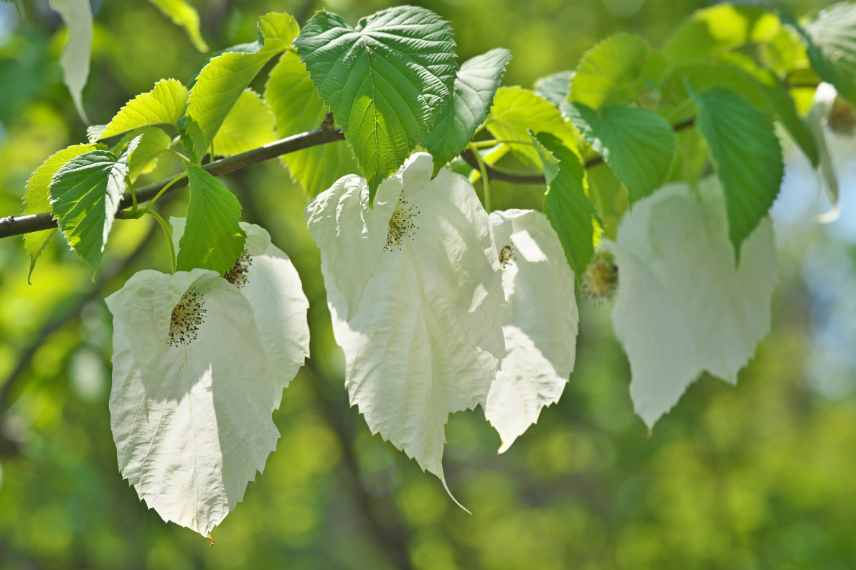 davidida fleurs floraison