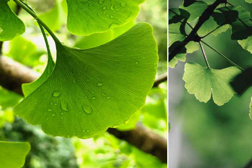 originalite feuillage Ginkgo